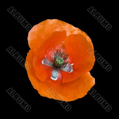 Flower of a poppy