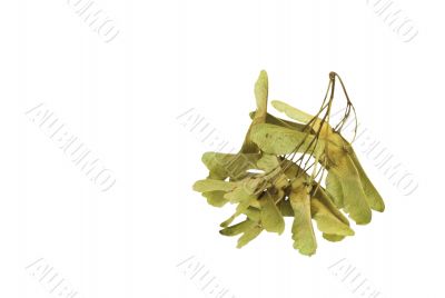 AUTUMNAL MAPLE SEED