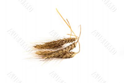 corn on white background