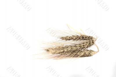 corn on white background