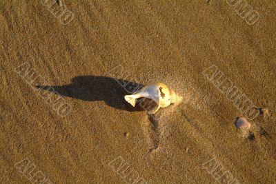 shell shell