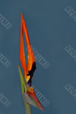 Strelitia Strelitia