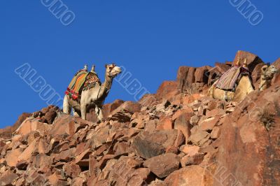 camel and sky