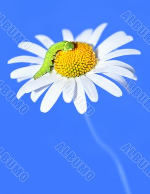 daisywheel with green caterpillar