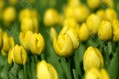red tulips in the garden