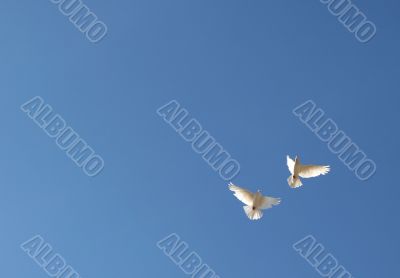 two flying dove