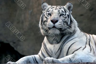 bengali  white tiger