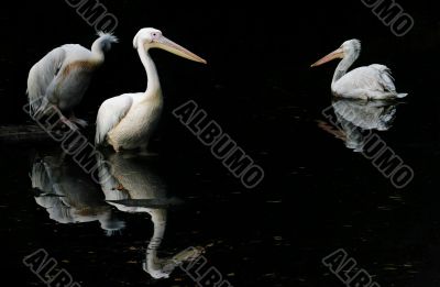 three pelicans in the pond