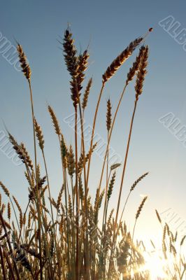 Ears of wheat before harvest with insect