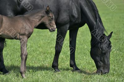 horse and small foal horse and small foal