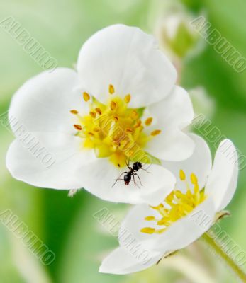 ant and flower of the strawberries