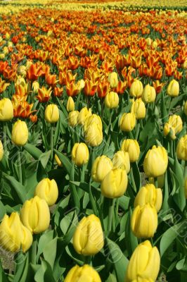 many tulips in the park
