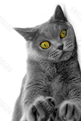 cat with yellow eyes