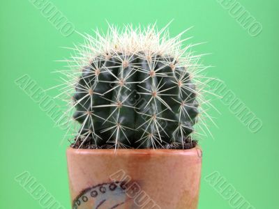 grussoni cactus