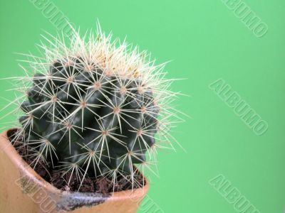 grussoni cactus grussoni cactus