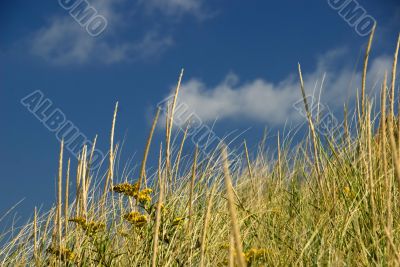 Sand Dune, Seagrass and Sky