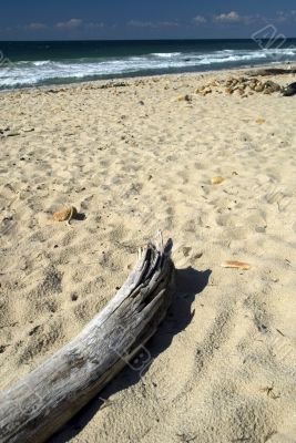 Driftwood on the beach