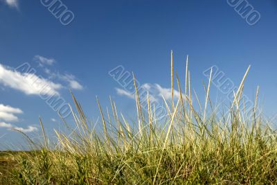 Seagrass on a sandune