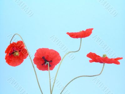 arrangement of red poppies