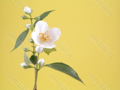 jasmine jasmine