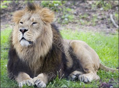 Male lion