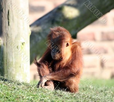 Baby orang