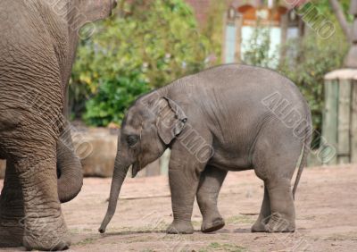 Baby elephant