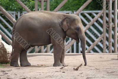 Juvenile elephant