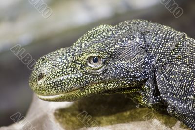 Crocodile monitor