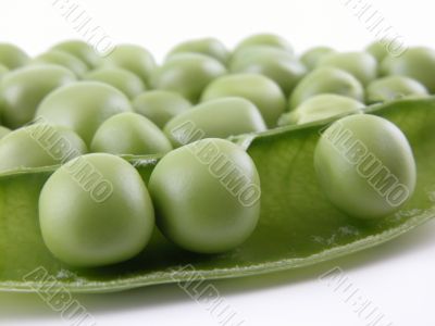 sweet pea sweet pea