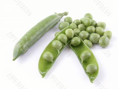 sweet pea sweet pea