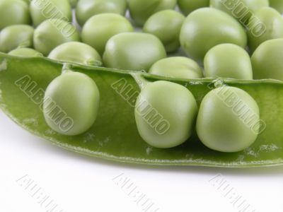 sweet pea sweet pea