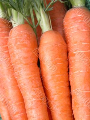 carrots carrots