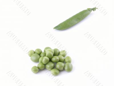 sweet pea sweet pea