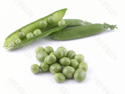 sweet pea sweet pea