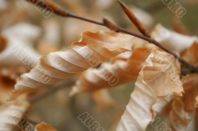 Autumn foliage / background