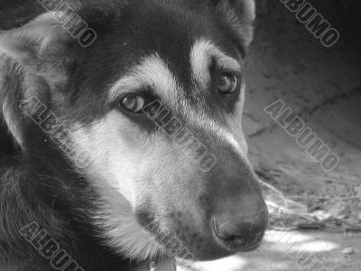 Black and white sad dog