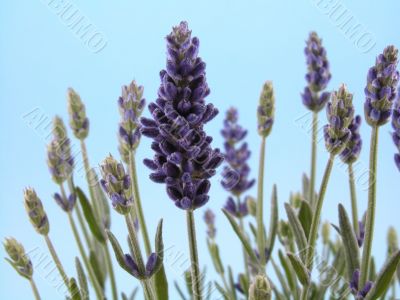 lavender