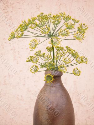 fresh aromatic bunch of dill