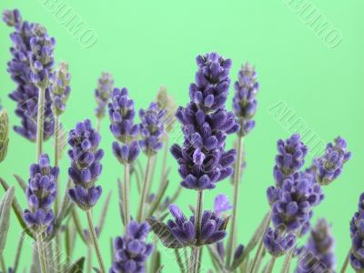 lavender