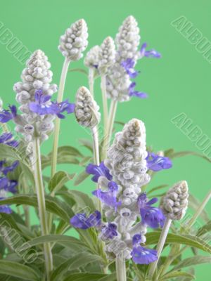 fres aromatic bunch of sage
