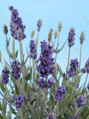 lavender