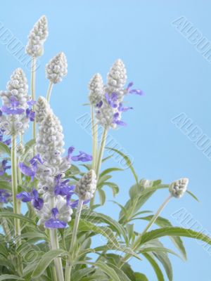 fres aromatic bunch of sage