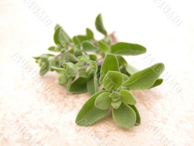 marjoram marjoram