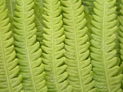 fern details