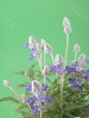 fres aromatic bunch of sage