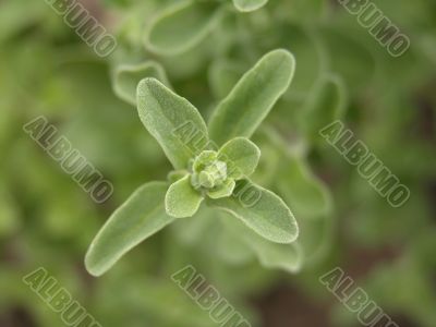 marjoram marjoram