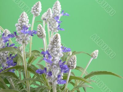 fres aromatic bunch of sage