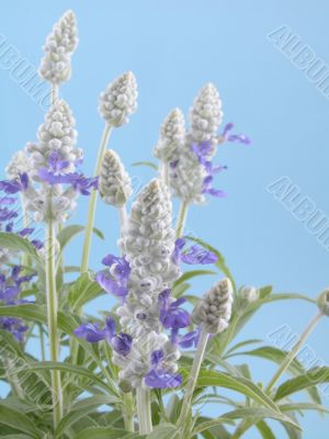 fres aromatic bunch of sage