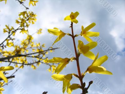 Small yellow flowers and clouds
